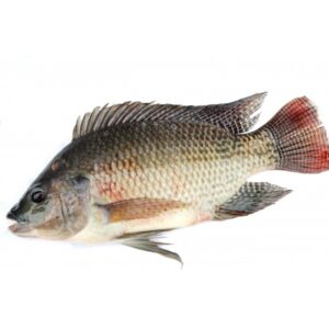 Tilapia Fish – Extra Big Size
