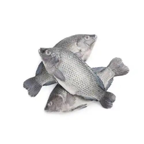 Frozen Tilapia Fish Large (500 - 800)