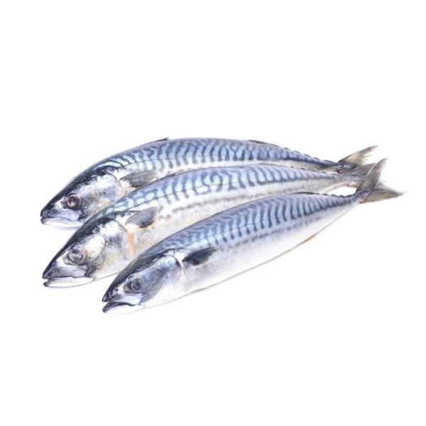 Frozen Mackerel Fish (400 – 600 Titus fish)
