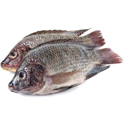 Frozen Tilapia Fish large (300 -500)