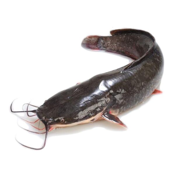 Frozen Catfish (800 -1000)